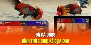 đá gà cựa dao